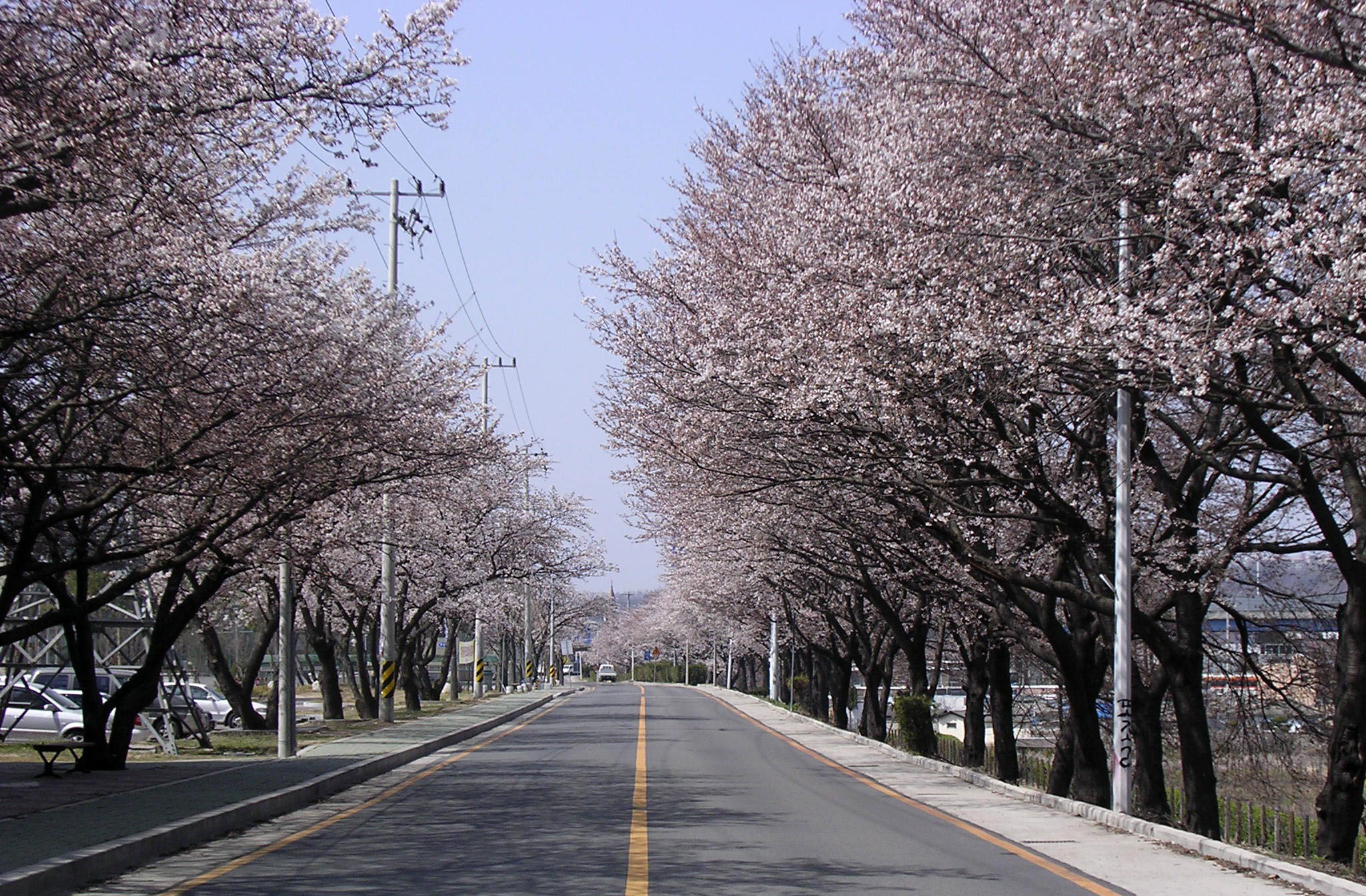 4월 5일 낙동강 벚꽃길 입니다.. 첨부사진